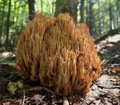 Attēlu rezultāti vaicājumam “Ramaria stricta”