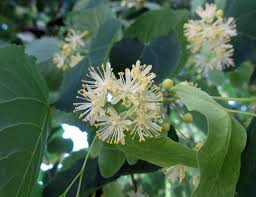 Attēlu rezultāti vaicājumam “Tilia platyphyllos subsp. cordifolia flower”
