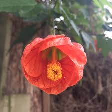 Image result for Shotts Iron Works Bowling Club