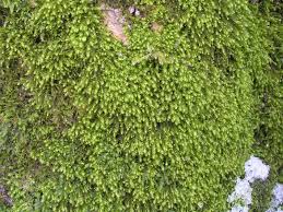 Attēlu rezultāti vaicājumam “Anomodon longifolius”