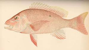 Image result for Lutjanus colorado