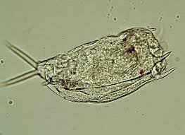Attēlu rezultāti vaicājumam “Mucronella subtilis”