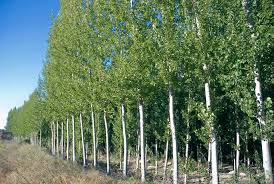 Attēlu rezultāti vaicājumam “Populus x canadensis”