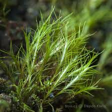 Attēlu rezultāti vaicājumam “Distichium capillaceum”