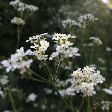 Attēlu rezultāti vaicājumam “Anthriscus sylvestris”