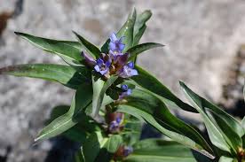 Attēlu rezultāti vaicājumam “Gentiana cruciata”