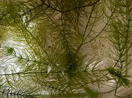 「金魚藻」的圖片搜尋結果