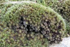 Attēlu rezultāti vaicājumam “Bryum pallens sporophyte”