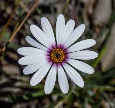 Image result for Dimorphotheca pluvialis