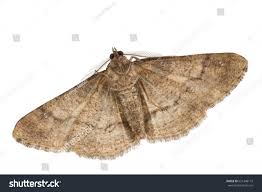 Attēlu rezultāti vaicājumam “Cleora cinctaria”