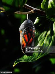 Attēlu rezultāti vaicājumam “cocoon”