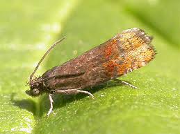 Attēlu rezultāti vaicājumam “Pammene rhediella”