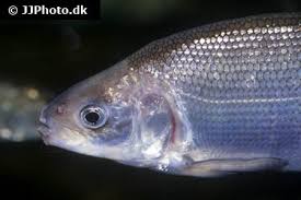 Image result for Coregonus lavaretus oxyrinchus