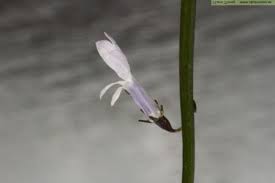 Attēlu rezultāti vaicājumam “Lobelia dortmanna bud”