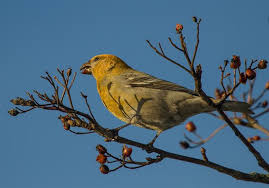 Image result for Pinicola enucleator