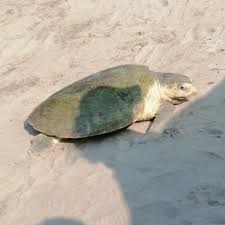 Image result for Lepidochelys kempii