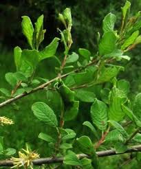 Attēlu rezultāti vaicājumam “Salix aurita leaf”