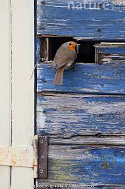 Attēlu rezultāti vaicājumam “Erithacus rubecula nest”
