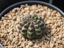 Image result for Gymnocalycium