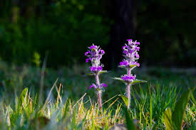 Attēlu rezultāti vaicājumam “Ajuga pyramidalis”
