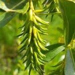 Attēlu rezultāti vaicājumam “Salix pentandra flower”