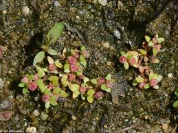 Attēlu rezultāti vaicājumam “Elatine hydropiper leaf”