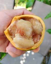 Attēlu rezultāti vaicājumam “Galega orientalis fruit”