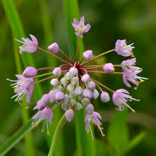 Attēlu rezultāti vaicājumam “Allium cepa flower”