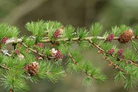 Attēlu rezultāti vaicājumam “Larix decidua flower”