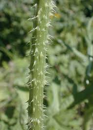 Image result for Dipsacus laciniatus