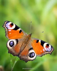 Attēlu rezultāti vaicājumam “Cupido minimus underside”