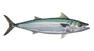 Image result for Scomberomorus cavalla