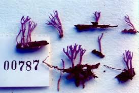 Attēlu rezultāti vaicājumam “Ramariopsis pulchella”