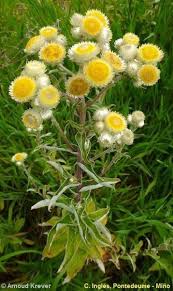 Image result for Helichrysum foetidum