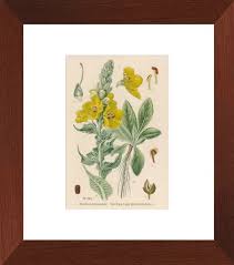 Image result for Verbascum phlomoides