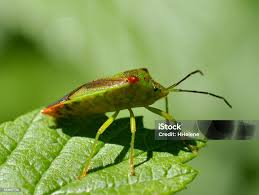 Attēlu rezultāti vaicājumam “Acanthosoma haemorrhoidale”