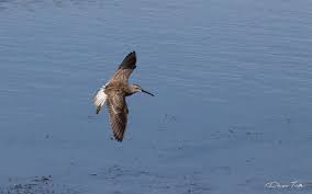 Image result for Calidris himantopus