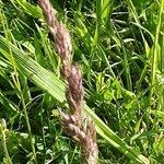 Attēlu rezultāti vaicājumam “Holcus lanatus  fruit”