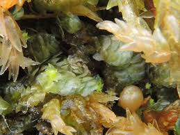 Attēlu rezultāti vaicājumam “Calypogeia azurea”