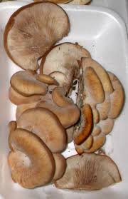 Attēlu rezultāti vaicājumam “Lentinellus ursinus”