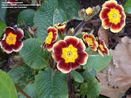 Attēlu rezultāti vaicājumam “Primula x polyantha”