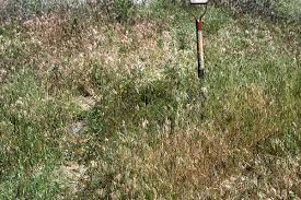 Attēlu rezultāti vaicājumam “Anisantha tectorum fruit”