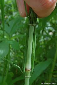 Attēlu rezultāti vaicājumam “Equisetum pratense”