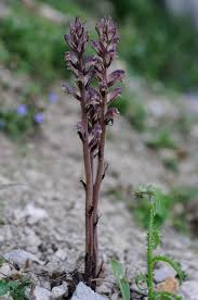 Attēlu rezultāti vaicājumam “Orobanche reticulata”