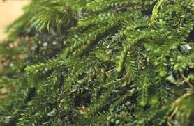 Attēlu rezultāti vaicājumam “Octosporella jungermanniarum”