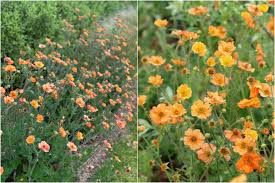 Attēlu rezultāti vaicājumam “Geum x intermedium flower”