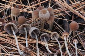 Attēlu rezultāti vaicājumam “Psathyrella sp.”