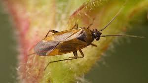 Attēlu rezultāti vaicājumam “Rhabdomiris striatellus imago”