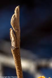 Attēlu rezultāti vaicājumam “Hamamelis vernalis bud”
