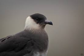 Attēlu rezultāti vaicājumam “Stercorarius parasiticus”